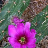 Echinocereus cinerascens v. ehrenbergii (giant echinocereus)